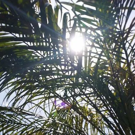 Oasis